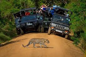 Leopard Safari Adventure