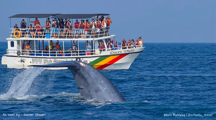 Whale Watching Tour